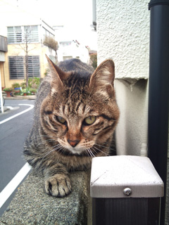 neko.jpg